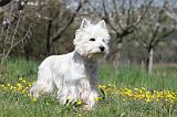 WESTIE 194